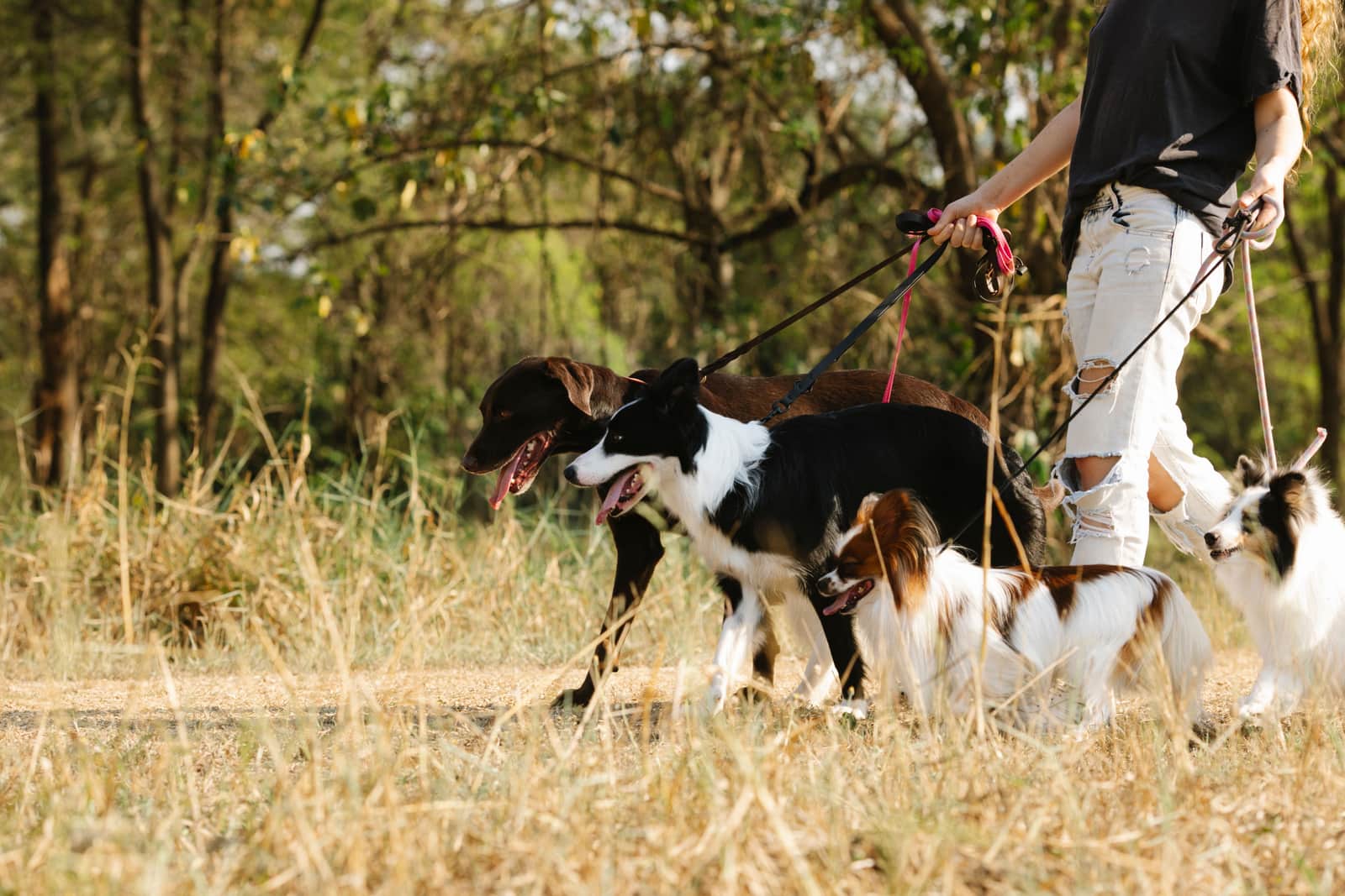 A person walking several dogs on leashes through a sunny park