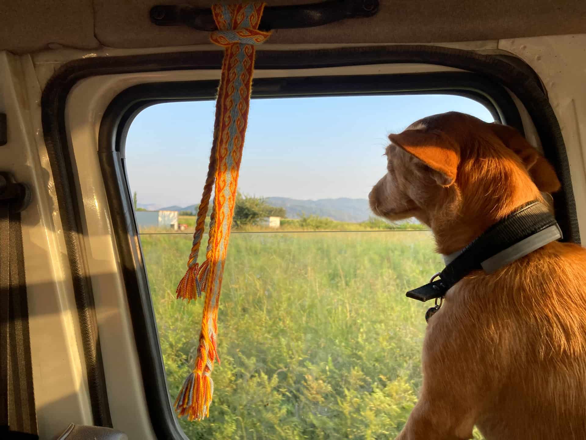 A dog looking out from the back seat of a car